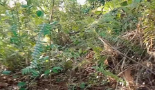 Eba Nagsinungaling Kay Adan Nagsarili SA Maahas Na Kagubatan -- OUTDOOR Scene