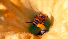 INTERNATIONAL BEE-KAKE PARTY