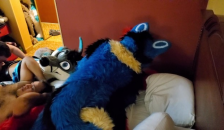 Brff Murrsuit Party / Orgy Breeding and all Kinds of Furry Sex