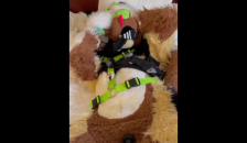 Furry Gets Buzzed with a Magic Wand while in Fursuit